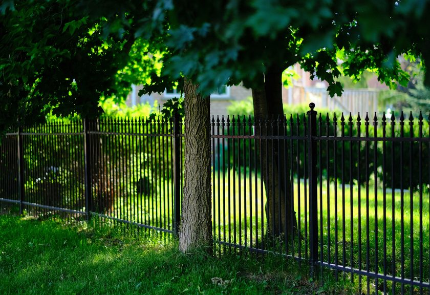 Black metal picket fence with spear tops running between shade trees